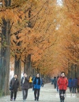 메타리더십그룹광주.전남 | [광주/전남]갈색옷 갈아입은 메타세쿼이아길