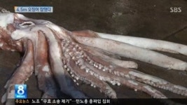 4.5m 대왕 오징어 “부산앞바다서 잡혀…눈이 사람 머리만하네!”