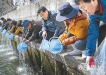 [부산/경남]해운대 송정천 은어 치어 방류