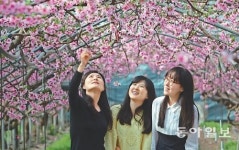 [대구/경북]복사꽃 아래 여심