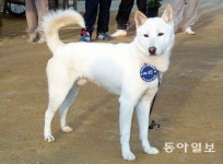 [광주/전남]진도개의 기품, 세계가 반했다