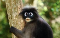 안경 원숭이 포착… 눈 주위 털만 흰색 ‘신비의 세계’