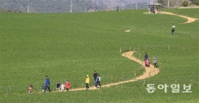 우리 걸어요… 청보리밭 사잇길로