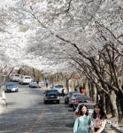 [대구/경북]팔공산 벚꽃길 터널