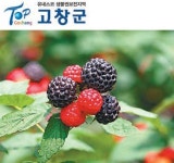 [2014 Korea Top Brand]복분자의 고유명사, 고창복분자 ‘선연’