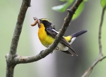 황금새 둥지 국내 첫 포착, 남해에 둥지 튼 귀한 손님