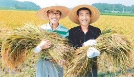 [대구/경북]영주시, 경북 첫 벼 수확