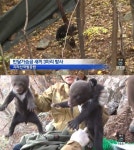 새끼 반달가슴곰 3마리 방사…지리산에 반달곰 총 34마리
