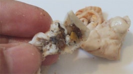 [단독]수도권 맛집 18곳 곱창볶음에 돼지 배설물