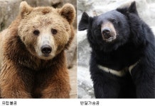 [수도권/단독]“곰돌아, 겨울잠 자야지”