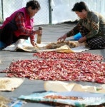 [광주/전남]“엿기름 빻아 식혜 만들까”