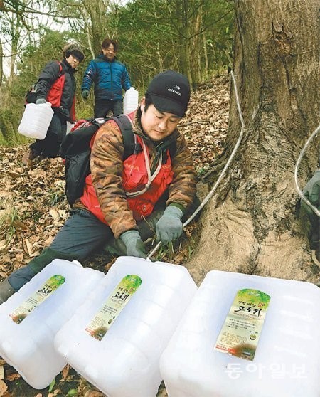 전남지역, 기후 변화 속 고로쇠 수액 채취 본격화