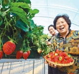 [충북]“딸기가 익었어요”