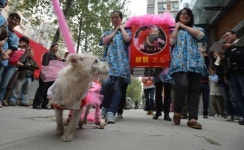 쓰레기더미 뒤지는 사람들… 꽃가마 타고 결혼하는 애완견