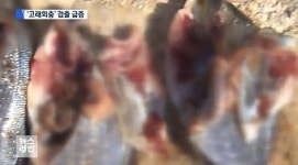 고래회충 급증, 위나 장에 구멍 뚫는다? “내시경 하니 벌레 지나간 흔적”