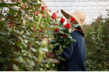 예쁘고 질 좋은 장미, 이제 농장에서 직구한다!