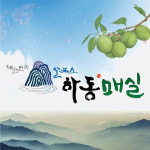 [2015 대한민국 대표브랜드]한국의 알프스, 하동이 키운 맛있는 매실