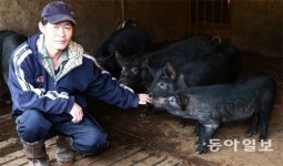 [토요스케치]토종 흑돼지 2000년 혈통 지켜달라고 꿀꿀꿀