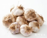 환절기 면역력 강화식품, 마늘의 효능을 가르켜 일해백리(一害百利)라 부르는 까닭?