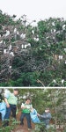 [충북]청주남중 뒷산 ‘백로 서식지의 역설’