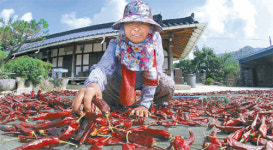 따가운 햇볕 아래 고추말리기 한창