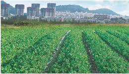 [Home&Dream]항산화력 풍부한 아로니아로 수익 창출