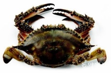 가을 꽃게철, 꽃게 아가미 기생충 논란… 전문가 “몸에 해롭지 않다”