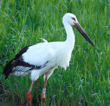 [대전/충남]“야생방사 황새, 먹이 찾아 최고 500km 이동했다”