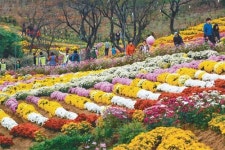 [광주/전남]화순군 “힐링푸드 즐기고 국화향 만끽하세요”