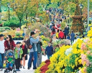 [대전/충남]꽃향기 가득한 유림공원 국화축제