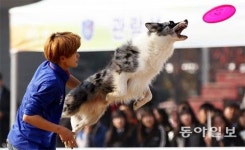 원반을 잡아라… 집념의 탐지견