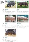 [토요스케치]엄마 아빠 장점만 골라 닮았네, 토종돼지의 ‘점프’