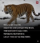 [카드뉴스]한국의 호랑이 ‘대호’는 왜 한반도에서 사라졌나?