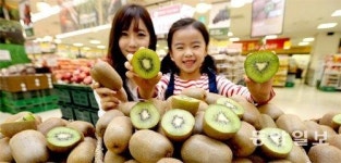 ‘새콤한 유혹’ 제주 키위 맛보세요
