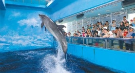 [부산/경남/현장속으로]‘돌고래들의 무덤’이 된 울산 고래생태체험관