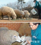 [인천/경기]양떼목장 출산 경사