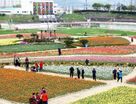 포항 뱃머리마을서 24일까지 튤립잔치