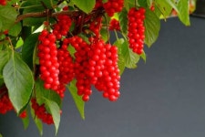 [2016 대한민국 대표브랜드]친환경농산물의 대표주자 ‘레디엠’