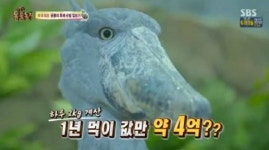 ‘동물농장’ 슈빌, 공룡의 후예답게 아프리카 고대어종이 주식
