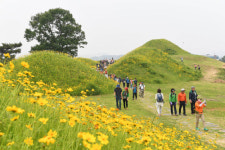 금계국 감상하며 산책