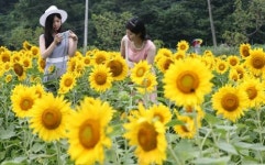 해바라기의 비밀 풀렸다, 태양에 따라 꽃 방향 바꾸는 원인은…