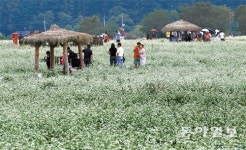 메밀꽃밭 거닐며 가을 정취 만끽