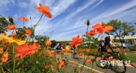 코스모스길 따라 가을 속으로…
