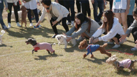개재미있는 강아지 축제 ‘개판’ , 10월 8일 화성 어촌마을서 열려