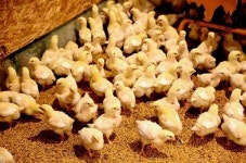 [기업&CEO]육계병아리-종란으로 연매출 250억… ‘대박 기업농’ 꿈 영근다