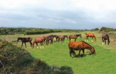 [화제의 분양현장]임대료 수입 쏠쏠한 말 목장 용지… 임야 등 지목 다양