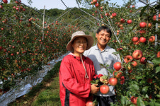 10년 뒤엔 양구가 명품 사과 주산지?
