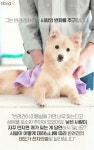 [카드뉴스]사나운 개도 순한 양으로…개통령을 아시나요?