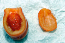 “이거 먹어도 되나요?” 딸기 품은 토마토 신기방기