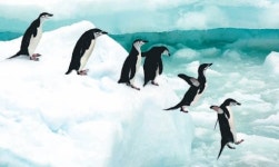 [도전하는 한국 기업]먼저 뛰어드는 펭귄처럼… 불황을 뚫고 새 길 여는 한국 기업